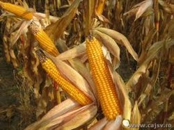 Epoca de semanat la culturile de primavara