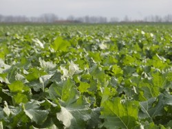 “Parintele rapitei” nu renunta la cultura