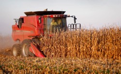 Seceta a afectat puternic recoltele de porumb din Europa de Est