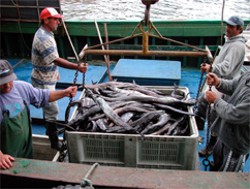 Posibilitati de pescuit pentru 2013-2014