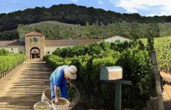 La Vincon s-a refuzat o ofertă de 60 de milioane de euro