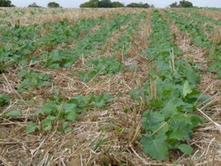 Starea de vegetatie a culturilor agricole in luna noiembrie
