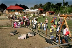 Ferma-animalelor-photo-962