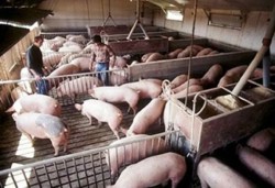 APIA elibereaza adeverinte pentru credite la Masura 215