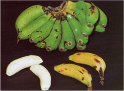 Manzano banana