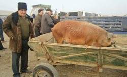 Judetul Salaj: 4 targuri de tara in noiembrie