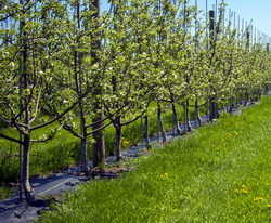 Reconversia in pomicultura