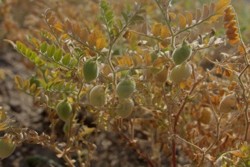 Nautul, o cultura rezistenta la seceta