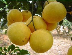 Reziduri de pesticide peste limita maxima la fructele din Turcia