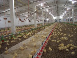 Cererile de ajutor pentru pasari se depun pana pe 19 decembrie