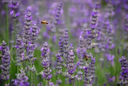 8000 de euro, pe un hectar de lavanda