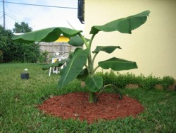 mailordertreesandmangoflowers001