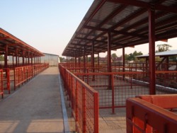 Oborul din Cobadim, la standard european