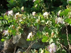 Caperul de Pantelleria (IGP)