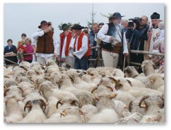 Transhumanta de 100 de zile prin 5 tari