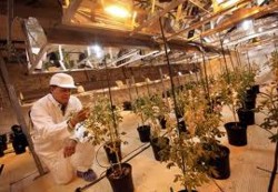 Productii mai mari de legume si flori in mine