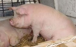 In Satu Mare sunt cu 30% mai putini porci grasi