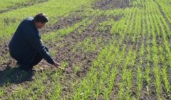 10000 hectare de grau au semanat in plus fermierii argeseni