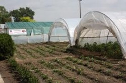 Gospodarii cultiva legume în solariile CJC