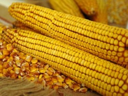 Asociatia Producatorilor de porumb din regiunea Sud