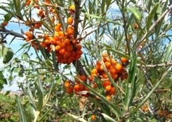 Catina, o planta utila in zootehnie si agrotehnica