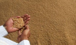 Egiptul cumpara grau din Romania cu 355,88 dolari/tona