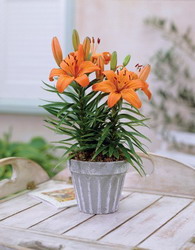 7.07---orange-pixie-lily-in-pot resize
