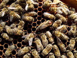 ALBINA-ROMANEASCA resize