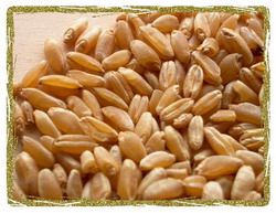 Cereale ecologice de calitate prin Agro Biograins