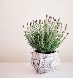 Lavender-in-pots resize