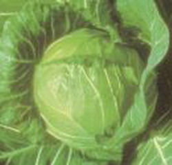 Hibridul timpuriu de varza Beauty Bal