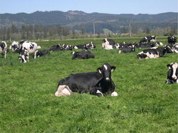 Ferma ecologica de vaci cu lapte