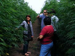 Canepa romaneasca cultivata in Austria si Germania