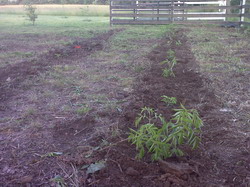 elderberries June 2010 resize