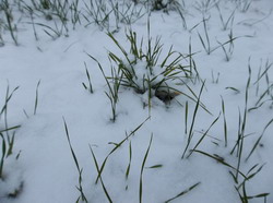 Prognoza agrometeorologica 13 – 19 Decembrie 2012