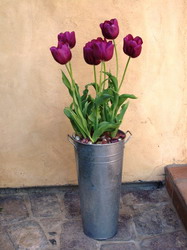 pink-tulips resize