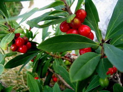 Piperul aliat in curele de slabire si in tratarea racelii