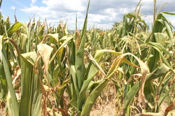 porumb-seceta resize