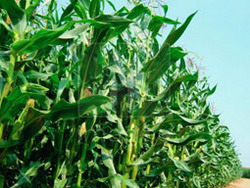 porumbul-romanesc resize