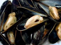 Coloniile de midii albastre in pericol