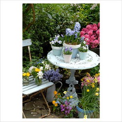 zambile-ghivece resize