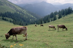 APIA elibereaza adeverinte pentru zonele defavorizate si platile de agro-mediu