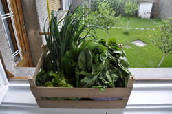 010 asat.has mic1 resize