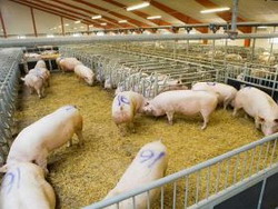 Sprijin politic pentru dezvoltarea in continuare a sectorul carnii de porc in Danemarca