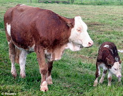 ANIMALE-CLONATE resize