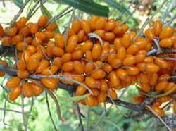 Oferta de butasi din 7 soiuri de catina alba