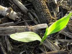 Agricultura conservativa are adepti si in Romania