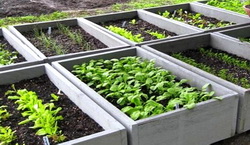 Tratamente in rasadnite si sere inmultitor in perioada semanat-plantat