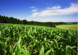 Normele de venit pentru impozitul aplicat persoanelor fizice din agricultura