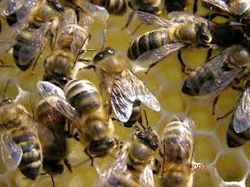 UE ar putea interzice pesticidele nocive pentru a salva albinele